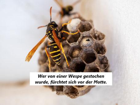 Sofortmaßnahmen bei einem Wespenstich: Was tun? Sofortmaßnahmen bei einem Wespenstich: Was tun?