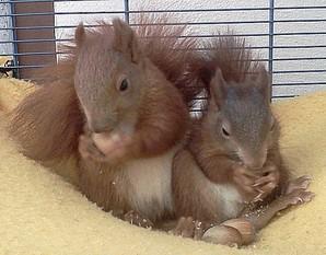 Altersbestimmung bei Eichhörnchen: Wie kann man ihr Alter feststellen? Altersbestimmung bei Eichhörnchen: Wie kann man ihr Alter feststellen?