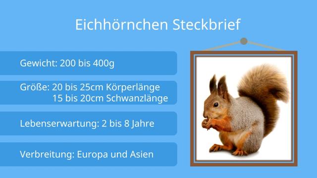 Alter von Eichhörnchen: Wie lange können sie leben? Alter von Eichhörnchen: Wie lange können sie leben?