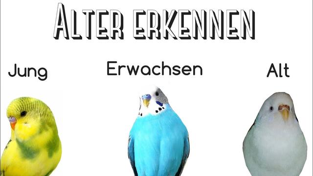 Wie Alt Werden Wellensittiche In Der Regel sieuthidonoithat.com