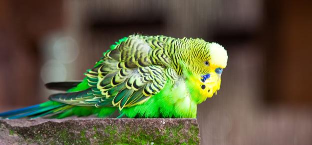 Durchschnittliche Lebenserwartung von Wellensittichen im Käfig