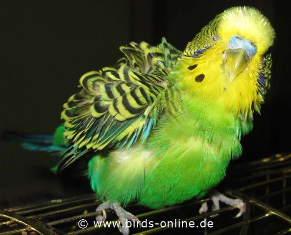 Einfluss hormoneller Umstellungen auf das Alter von Wellensittichen
