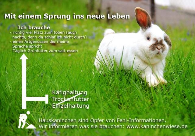 Wie alt werden Zwergkaninchen? Ein Blick auf die Lebensdauer Wie alt werden Zwergkaninchen? Ein Blick auf die Lebensdauer