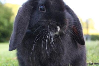 Wie lange leben Zwergkaninchen? Eine Übersicht über die Lebenserwartung Wie lange leben Zwergkaninchen? Eine Übersicht über die Lebenserwartung