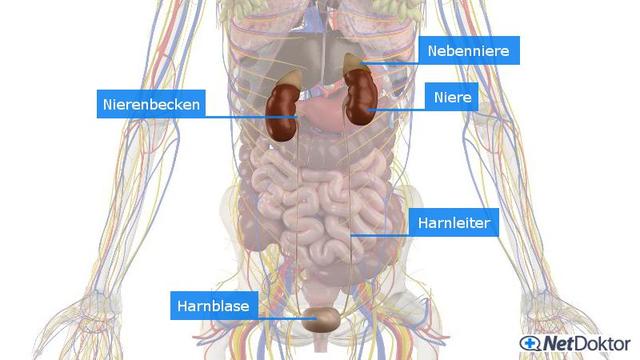 Nierenschmerzen: Wie sie sich äußern und was sie bedeuten können