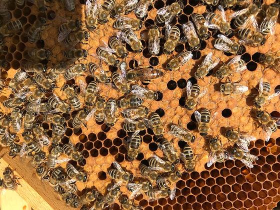 Das Bestiften von Brutwaben: Eine zentrale Aufgabe der Bienenkönigin