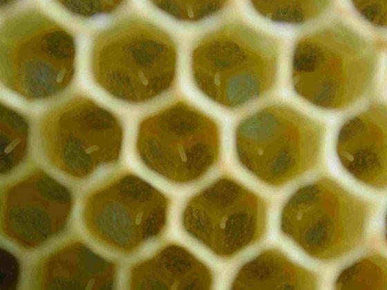 Die Rolle des Imkers beim Bestiften von Brutwaben