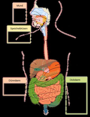 Von der Nahrungsaufnahme bis zur Stuhlentleerung: Der Weg durch den Darm.