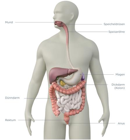 Bedeutung des Darms für die Flüssigkeitsregulierung im Körper.