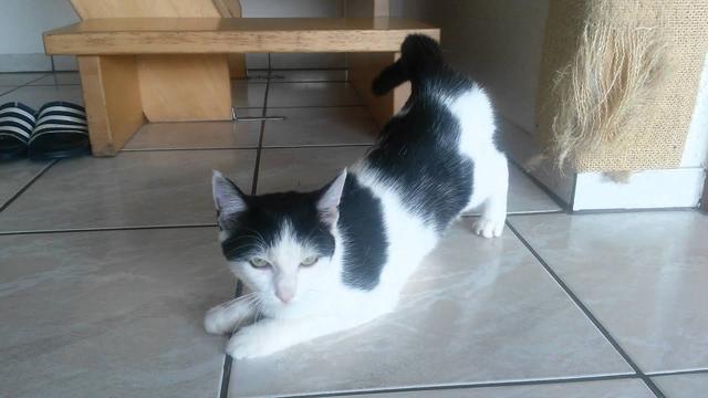 Die Rolligkeit bei Katzen: Dauer und Häufigkeit Die Rolligkeit bei Katzen: Dauer und Häufigkeit