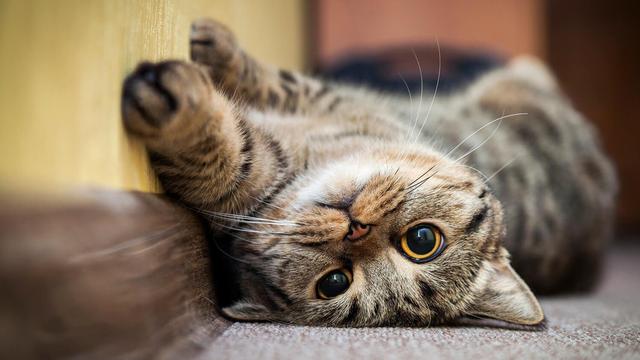 Wie lange dauert die Rolligkeit bei Katzen? Wie lange dauert die Rolligkeit bei Katzen?