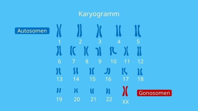 Was ist die normale Anzahl von Chromosomen beim Menschen? Was ist die normale Anzahl von Chromosomen beim Menschen?