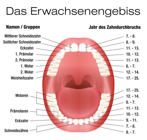 Wie viele Zähne hat ein erwachsener Mensch? Wie viele Zähne hat ein erwachsener Mensch?