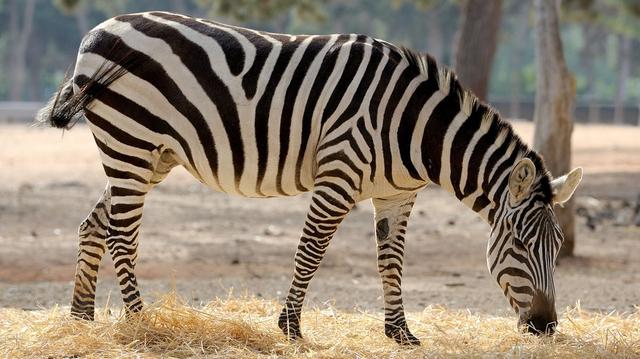 Einzigartige Muster: Wie Zebras sich anhand ihrer Streifen erkennen können Einzigartige Muster: Wie Zebras sich anhand ihrer Streifen erkennen können