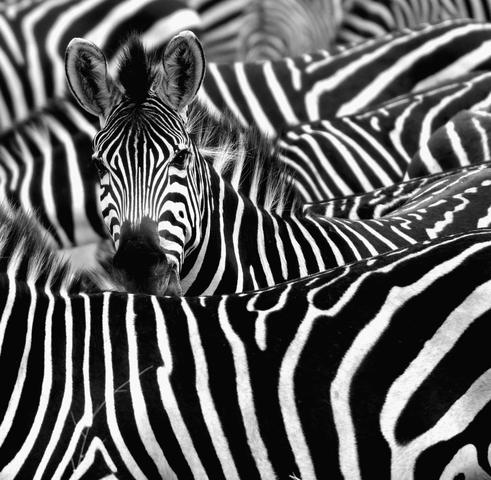 Die Evolution der Zebra-Streifen: Von schwarzen Tieren zu gestreiften Schönheiten Die Evolution der Zebra-Streifen: Von schwarzen Tieren zu gestreiften Schönheiten