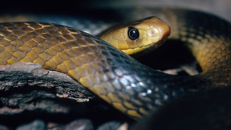 Schlangenbiss Traumdeutung: Was sagt Ihr Traum über einen Schlangenbiss aus? Schlangenbiss Traumdeutung: Was sagt Ihr Traum über einen Schlangenbiss aus?