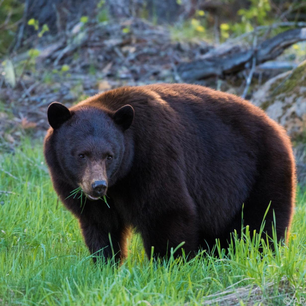 Traumdeutung Bär: Die geheimen Bedeutungen von Träumen mit Bärenmotiven Traumdeutung Bär: Die geheimen Bedeutungen von Träumen mit Bärenmotiven